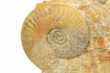Callovian Ammonite (Choffatia) Fossil - France #251705-1